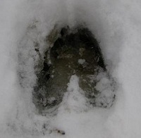 Следы зверей на снегу. Кто ходит по лесу зимой
